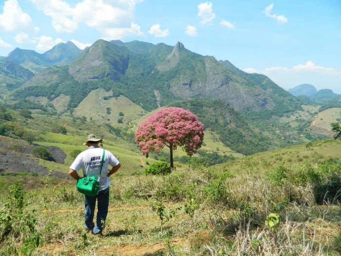 Dia da árvore: trabalho do Idaf é essencial para coibir o desmatamento da Mata Atlântica capixaba