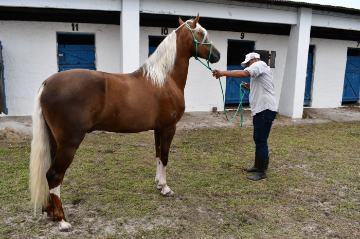 1ª Expo Alagoinhas do Mangalarga Marchador consolida expansão na criação de cavalos em Alagoinhas e região