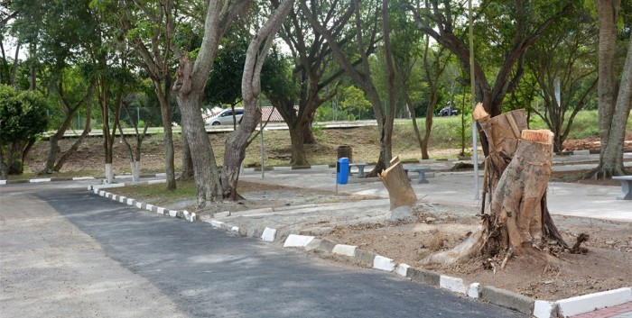 Árvores mortas são retiradas da Praça Almirante Tamandaré