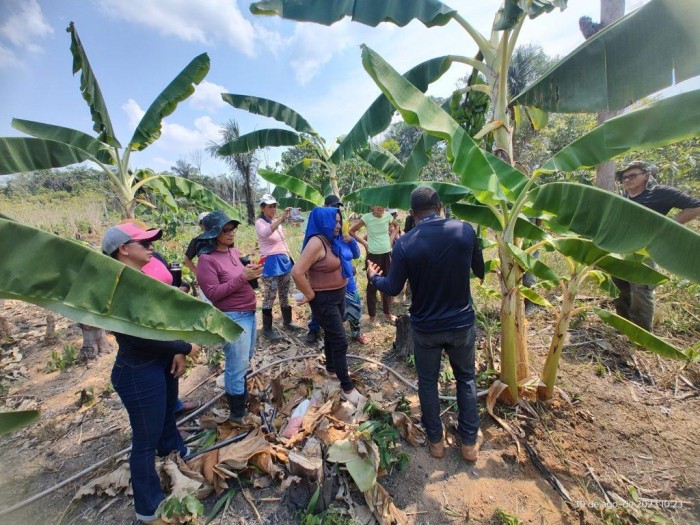 No dia Mundial da Banana, Idam celebra produção de mais de 5,6 milhões de cachos do fruto no AM