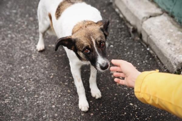 Foto: Reprodução/Câmara de Sorriso - MT