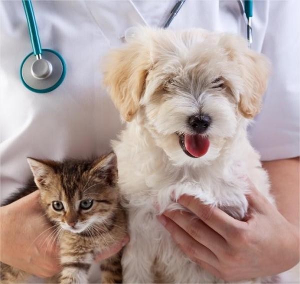 Foto: Reprodução/Câmara de Sorriso - MT