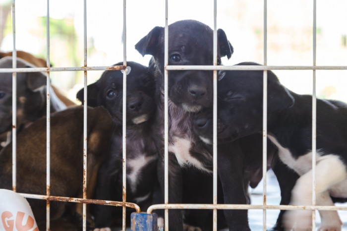Feira Pet promove a adoção de 26 animais de estimação