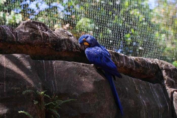 Crédito: Divulgação