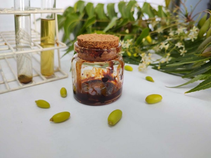 Uece recebe 3ª patente pelo desenvolvimento de fungicida natural para cultivo de caju e de outras 500 espécies de plantas do Nordeste