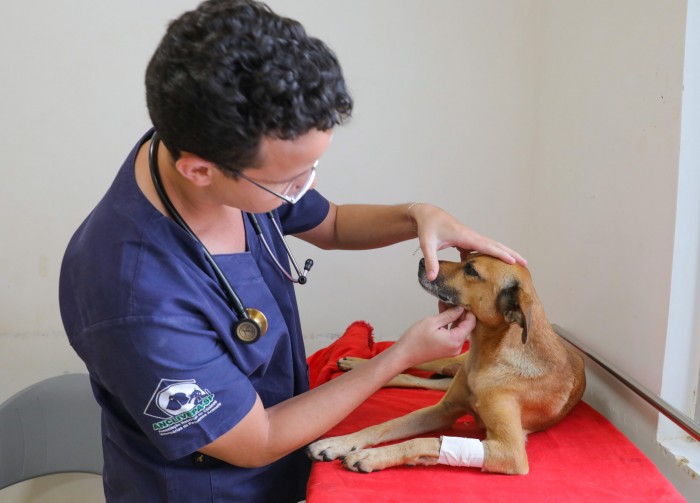 GDF divulga lista de beneficiados no programa de castração gratuita de pets