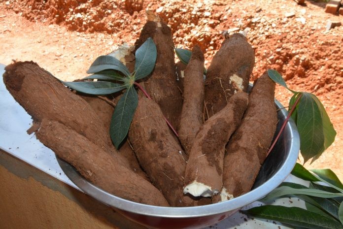 Agricultores familiares de Olindina avançam na mandiocultura desde a base de produção até a comercialização