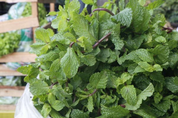 Unidade da hortelã está a R$ 1,50 na Ceasa em Maracanaú
