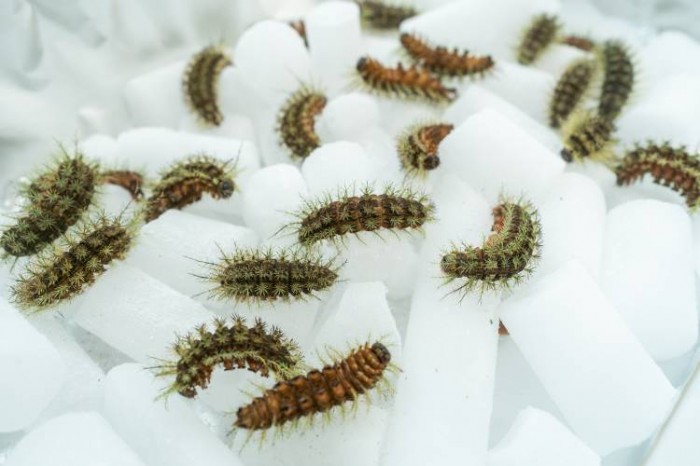 Estado de SP é o único produtor do soro que neutraliza veneno da lagarta Lonomia