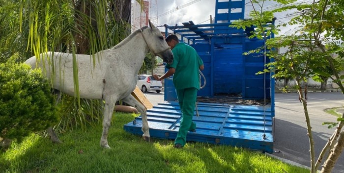 Centro de Zoonoses deve ser acionado nos casos de animais soltos em vias públicas