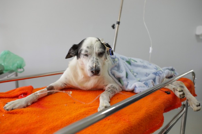 Programa de Castração de Cães e Gatos evita superpopulação de animais