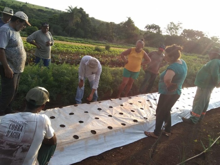 Prefeitura de Costa Rica promove técnica de mulching para proteção do solo e...