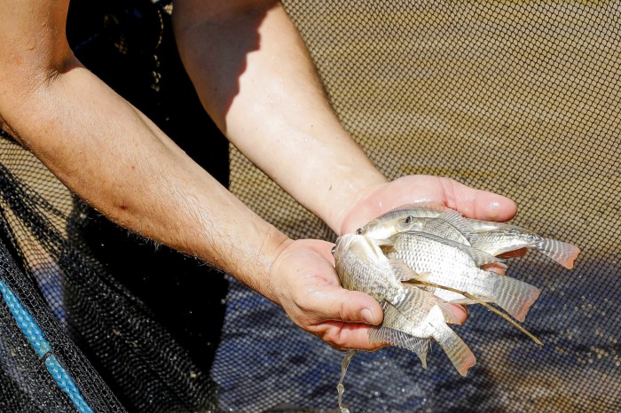 Cooperação entre GDF e UnB vai fortalecer programas de criação de peixes