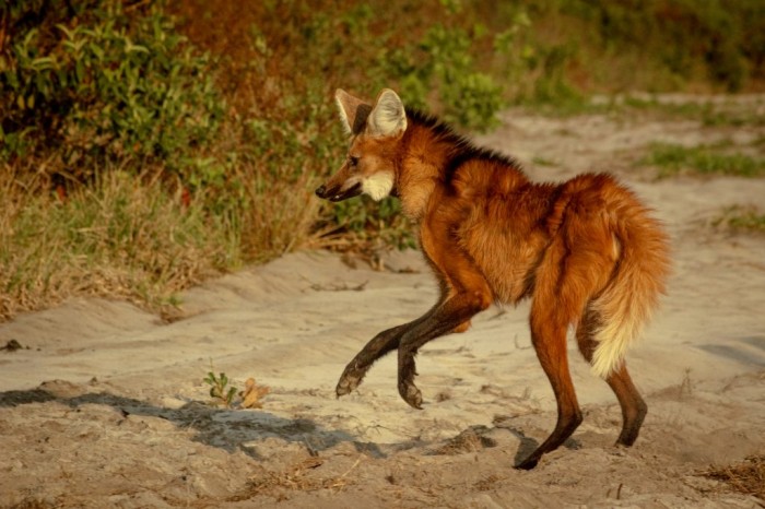 Fundação Florestal captura e trata lobos-guarás ameaçados por surto de sarna