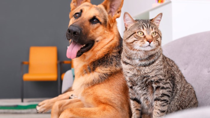 Veterinário alerta para cuidados essenciais com pets na primavera
