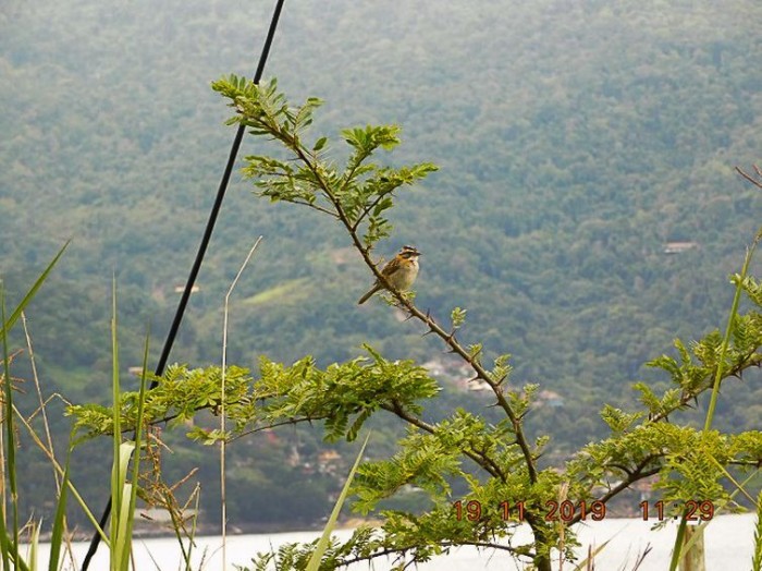 © Divulgação/PlantVerd