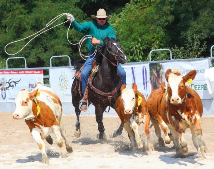 Comissão debate maus-tratos contra animais em competições esportivas