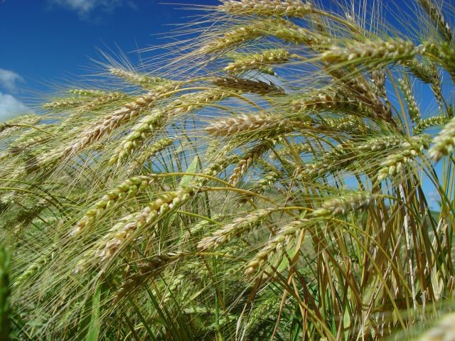 Boletim agropecuário registra queda no preço do trigo catarinense em setembro