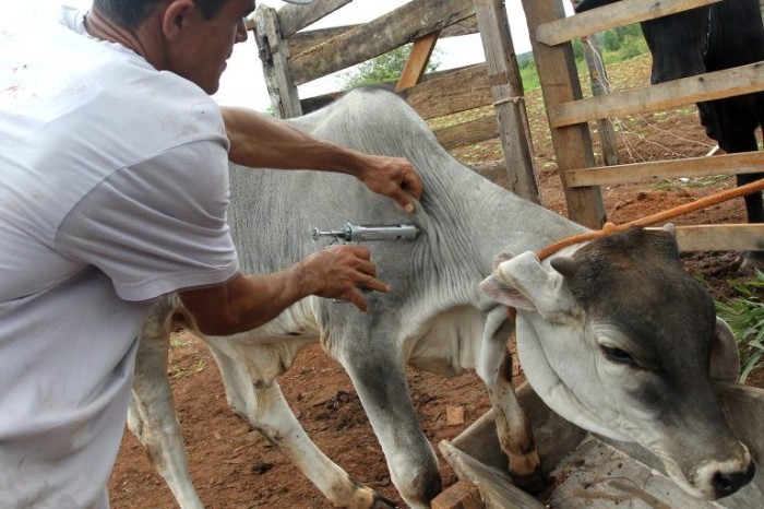 Vacinação contra a febre aftosa começa neste domingo (1º/5)