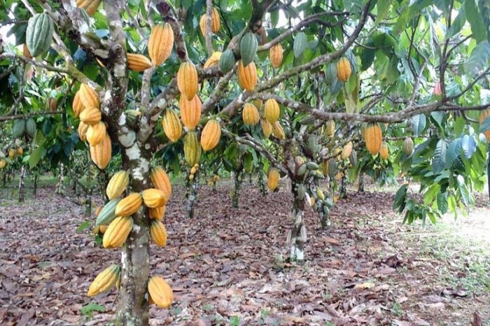 Pragas africanas poderiam contaminar plantações no Brasil - (Foto: Marco Nascimento/Agência Pará)