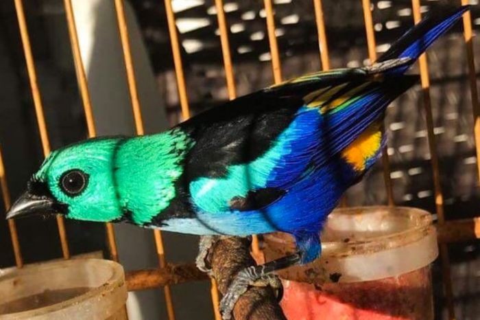 Ibama apura maus-tratos em centro de triagem de animais silvestres