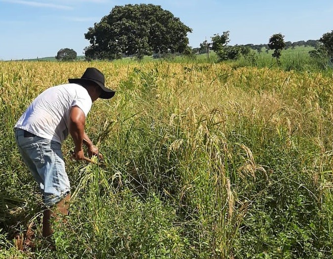 Agricultores familiares de Campina Verde retomam produção de arroz, de olho nos bons preços 