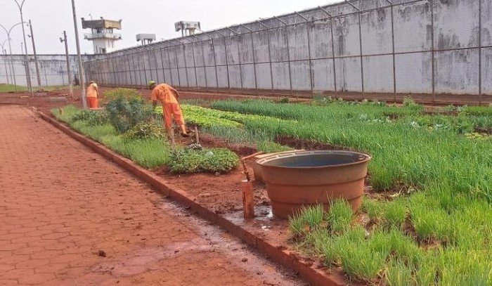 Produção de hortaliças no maior presídio de MS beneficia cinco instituições sociais e filantrópicas de Dourados