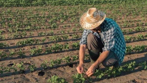 Foto: Reprodução/Câmara de Sorriso - MT