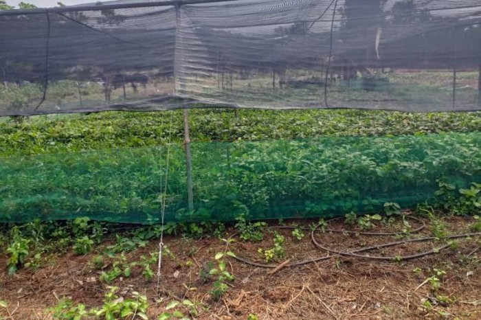 IDEFLOR-Bio promove recuperação de áreas alteradas por meio de Sistema Agroflorestais 