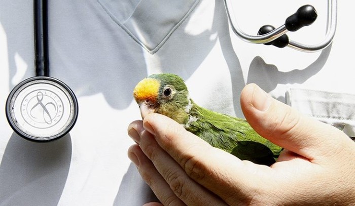 Tempestades aumentam em 40% número de animais silvestres levados para Centro de Reabilitação