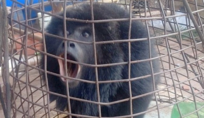 De macaco dentro do forno a onça parda no centro de Dourados, PMA resgata 5,2 animais silvestres por dia