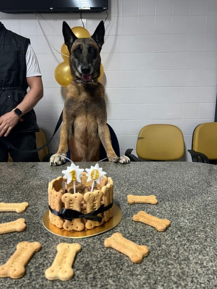 Cão policial Eudis completa 10 anos na PMES
