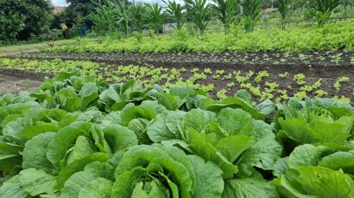 Desenvolvimento Social e Desenvolvimento Rural atuam em parceria para atender produtores das hortas comunitárias