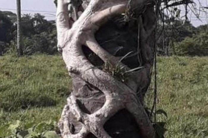 Crédito: Divulgação