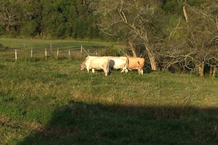 Foto: IDR-PARANÁ