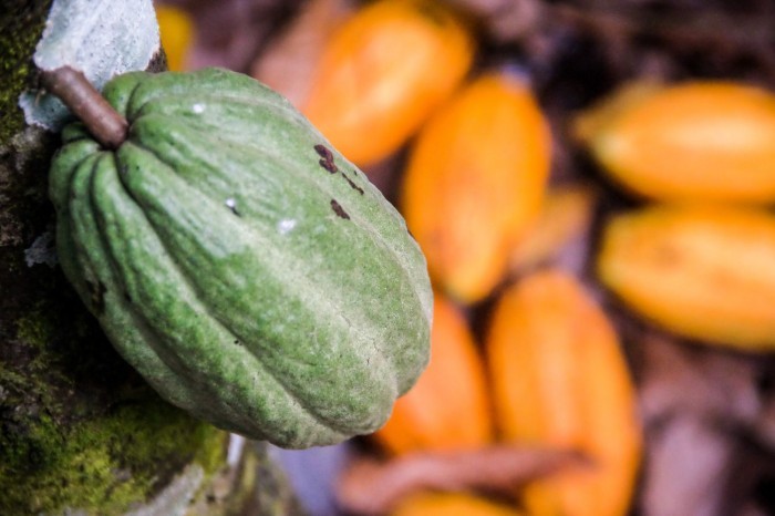 Crédito: Pedro Guerreiro / Ag. Pará