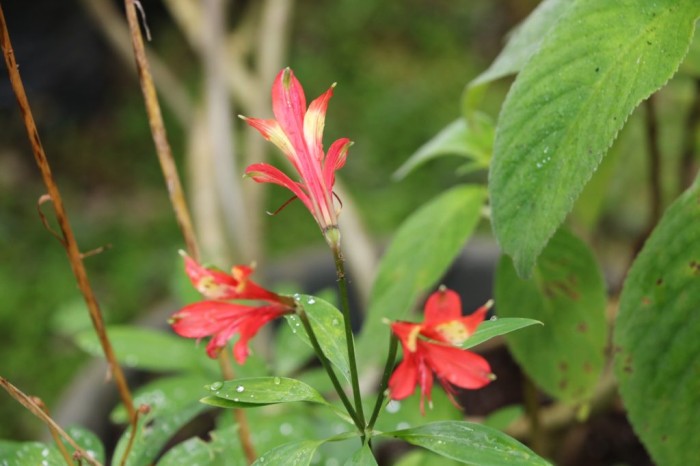 Viveiro do Jardim Botânico abriga mais de 700 exemplares únicos da natureza