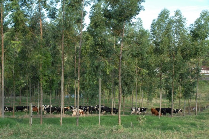 Foto: IAPAR- Arquivo AEN