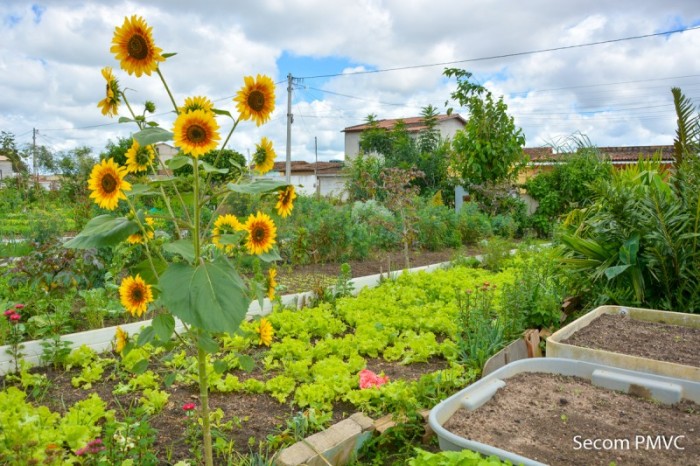 Apoio permanente: Prefeitura fornece adubo orgânico às hortas comunitárias
