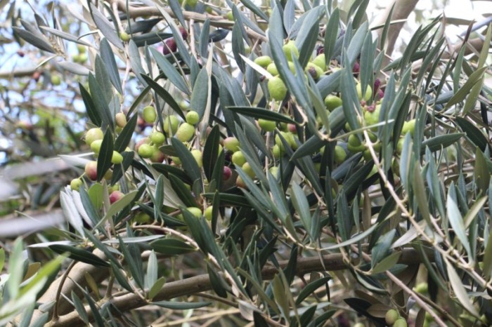 Erasmo Pereira / Epamig