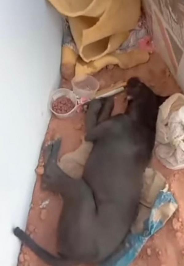 Foto: Reprodução/Câmara de Sorriso - MT