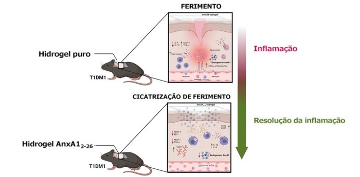 Após 14 dias, as feridas do animais tratados com o hidrogel contendo composto desenvolvido já estavam completamente cicatrizadas (imagem: acervo dos pesquisadores)