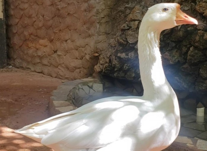 Ganso Bené recebe companheira no Zoológico de Brasília