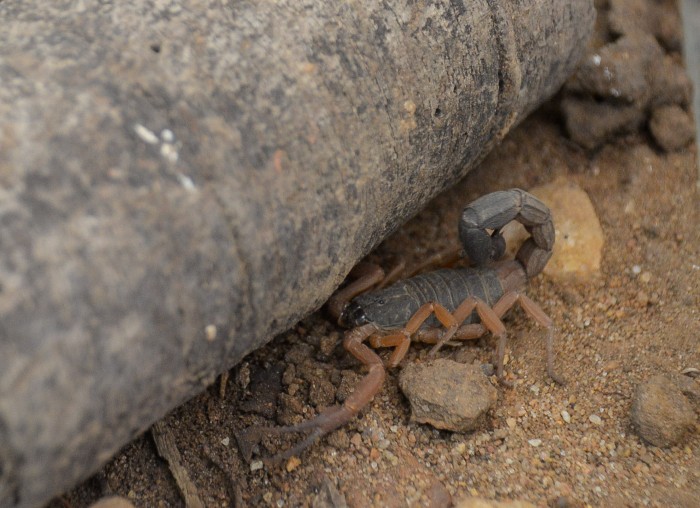 Período chuvoso pode aumentar acidentes com animais peçonhentos