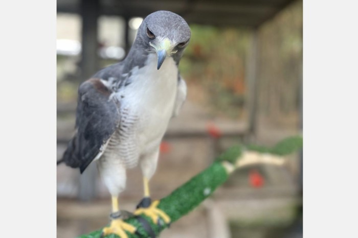 Crédito: Allana Lima / Divulgação