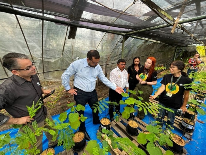 Pau-de-balsa: Projeto com planta nativa pode ser a solução para a mineração sustentável 