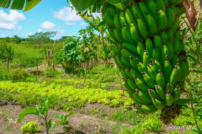 Prefeitura dá orientação técnica a produtores da horta comunitária do Recanto das Águas