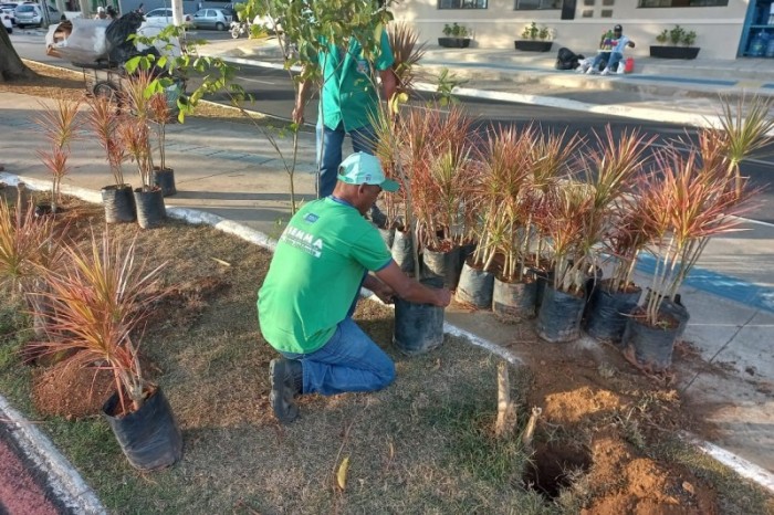 Avenida Olívia Flores vai receber 35 mudas de dracenas e ipês-amarelos