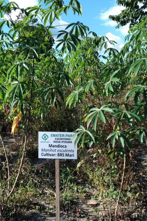 Crédito: Divulgação