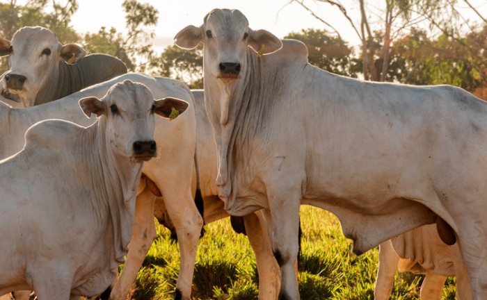 Adapec alerta produtores rurais que o prazo para declaração obrigatória de informações pecuárias encerra dia 30 de novembro
